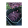 Korum Eva Bait Station