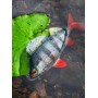 Fox Rage Ultra Naturals Replicant Perch Lure