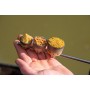 Guru Fast Release Pole Pots x2